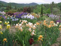 /album/galerie-de-photos-floraisons/jardin-de-la-tour-02-comp-jpg1/